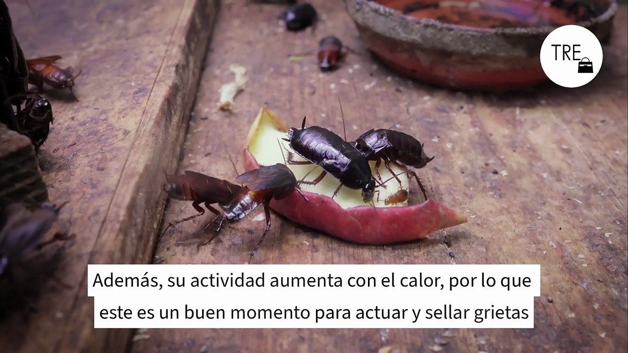 Cucarachas en la cocina: la forma más efectiva de deshacerte de ellas no es el spray