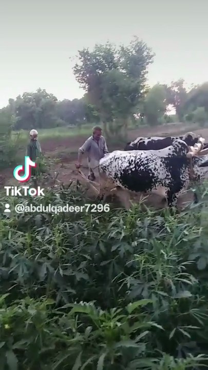 Punjabi mahol
