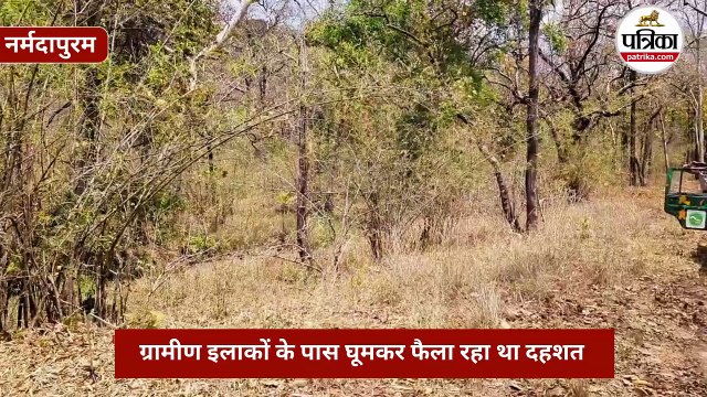 नर्मदापुरम में 3 दिन बाद पकड़ा गया कालर वाला बाघ, ग्रामीण इलाकों के पास फैला रहा था दहशत