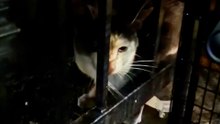 Cat Cries For Hours Under Dumpster — Here’s What Happened Next
