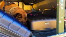Veja momento em que cães localizam drogas durante abordagem em ônibus