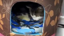 Miracle cat found alive under home after tornado