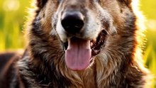 Foods that can Help Dogs Live Long - FarmPally Review