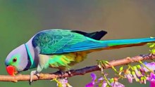 What a beautiful world..😌Plum headed parakeet..