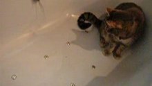mon cat et drole