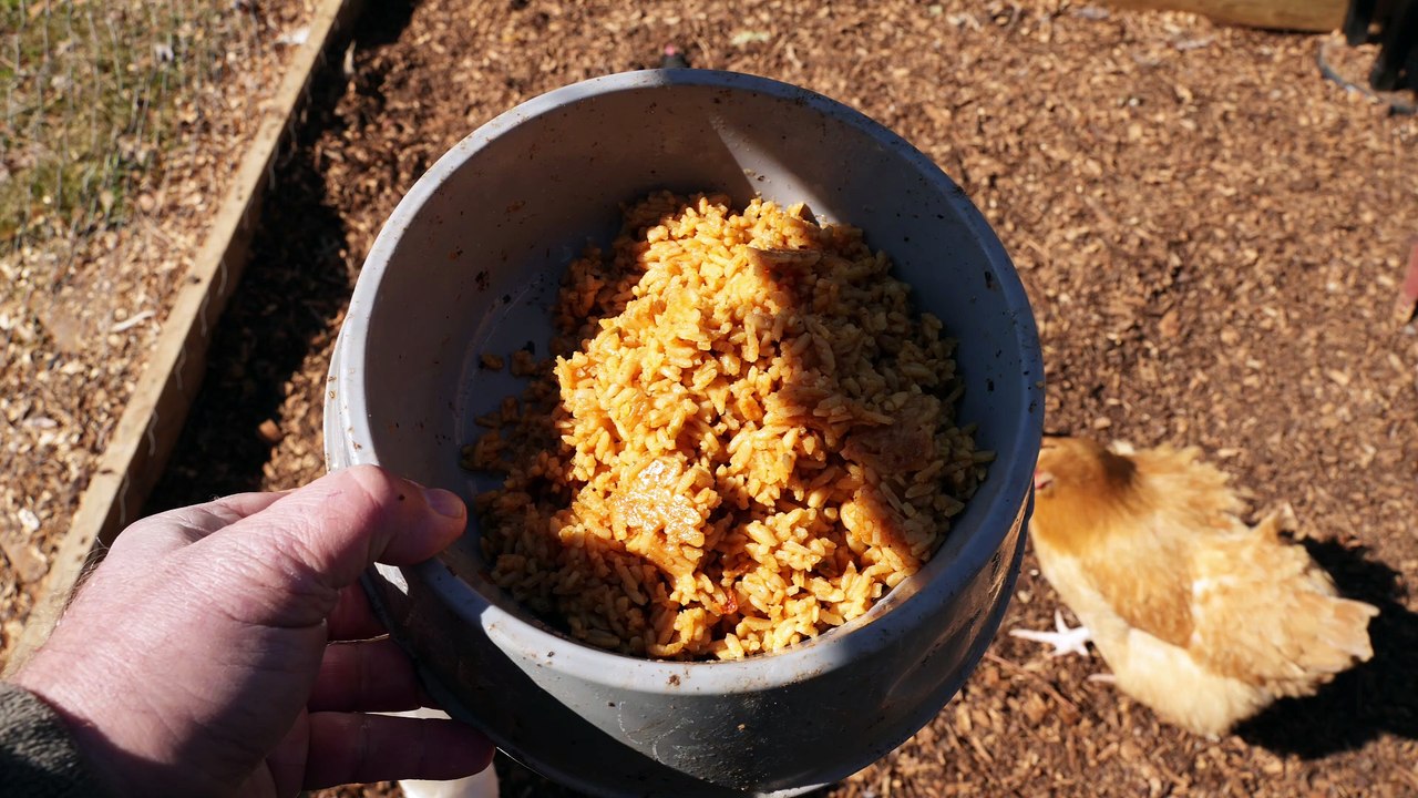 Hens try RiceARoni Mexican Style.