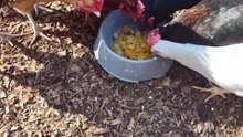 Chickens get wheat seed after disappointing fruit cocktail treat.