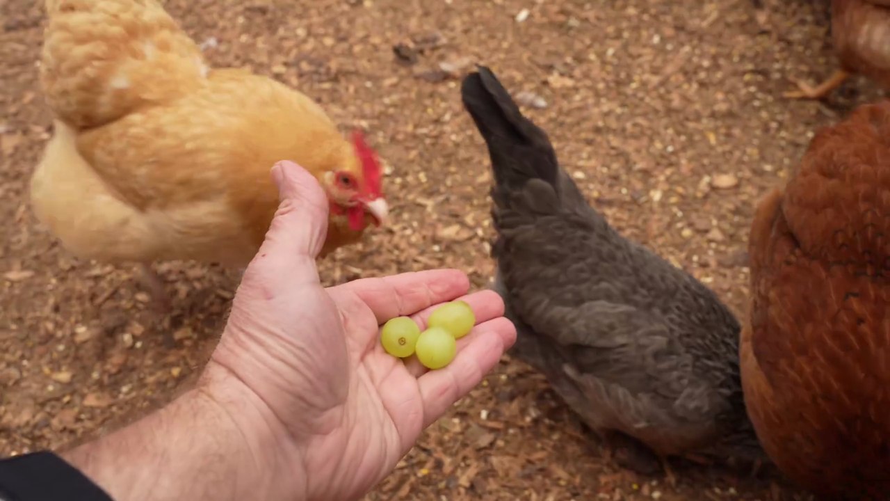 Hens like raisins, but what about "pre-raisins" (a.k.a. grapes):?