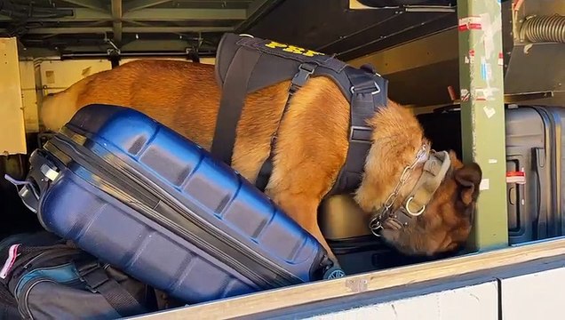 Cães da PRF encontram 27 kg de maconha em mala durante abordagem a ônibus na BR-277, em Cascavel