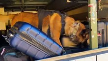 Cães farejadores encontram maconha em mala dentro de ônibus no Paraná