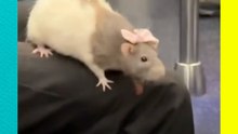 ¡Rata con moño en el metro de París! 😱 ¿Mascota o roedor callejero? ¡Increíble video viral!