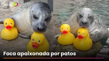 Foca de 32 anos viraliza ao demonstrar seu amor por patos de borracha
