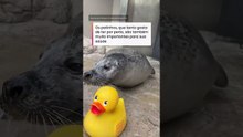Foca de 32 anos viraliza ao demonstrar seu amor por patos de borracha #shorts rts