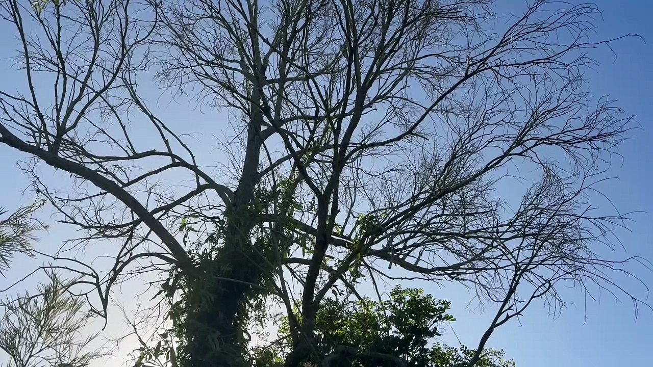 Birds on the tree 01