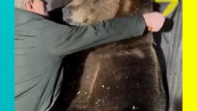 ¡Oso Pardo sorprende a todos! El abrazo más inesperado del cuidador 😅 ¿Estaba buscando cena?