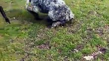 Unbelievable Bond: Giant Guardian Dog Protects Newborn Lamb