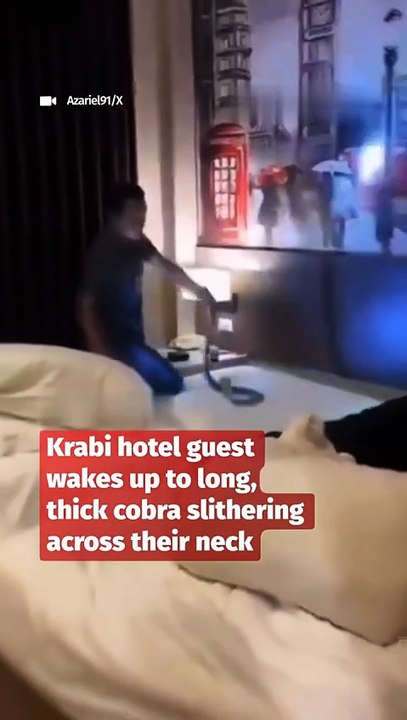 🐍 Des touristes découvrent un cobra dans leur lit d'hôtel — La vidéo terrifiante qui fait le tour du monde
