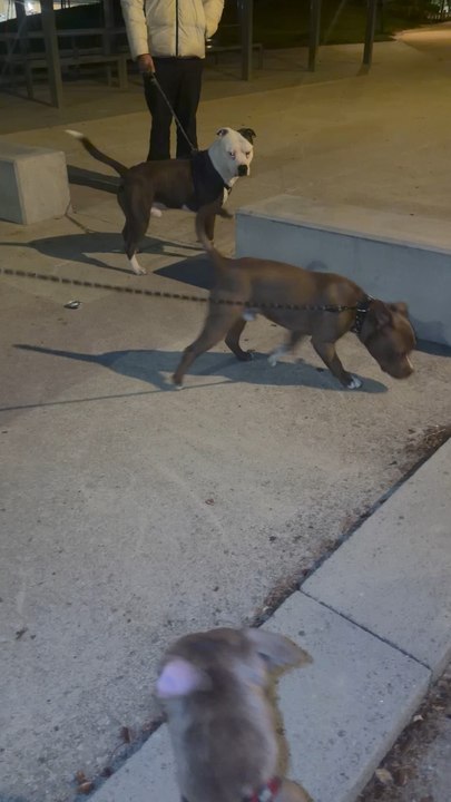 Pitbull