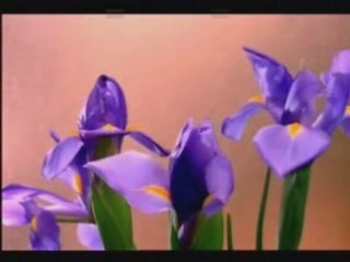 Charming music and lovely flowers