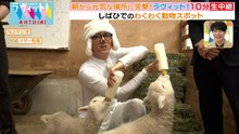ラヴィット！ 柴田と羊の赤ちゃん＆ジャスト川島が登場 - 2026年04月01日
