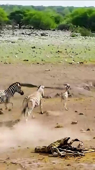 Epic Zebra Battles Within the Herd