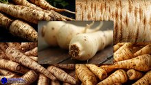 Unprocessed Parsnip Vegetable Natural Texture Photo #artcompareblog