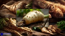 Fresh Harvest Parsnip Root Close-Up Shot #artcompareblog