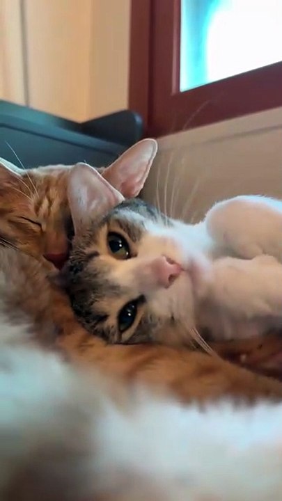 Two Friendly Cats Lying Together Happily.” 🐾😺💕