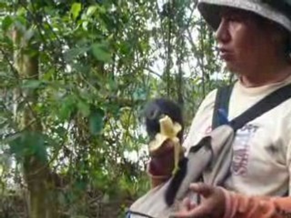 Monkey eating
