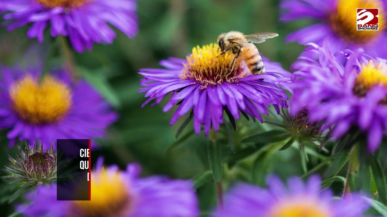 Las abejas han dominado el código Morse