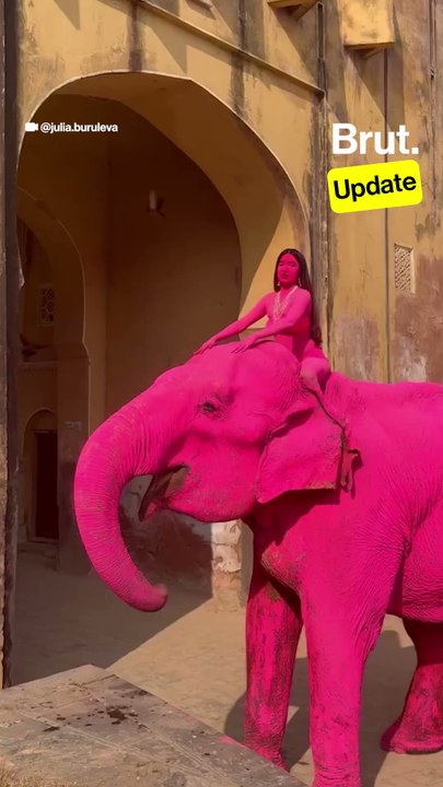 Elephant painted pink for photoshoot in Jaipur passes away