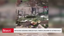 Antalya'da sağanak; dereler taştı, tarım alanlarını su altında kaldı