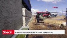 80 bin lira maaşla çalıştıracak çoban bulamıyorlar