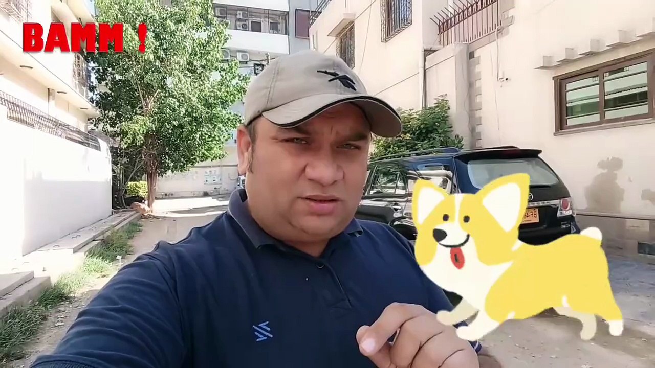 Corgi Dog - A Tale of Leader