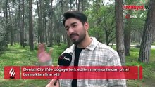 Mantar ararken karşılaşmıştı! Firari maymunların sırrı çözüldü: 'İkinci kez kaçtı'