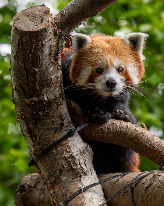 Red-Panda-RZSS-HWP-Vert-2026
