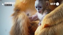 Belgium zoo sees first golden monkey birth