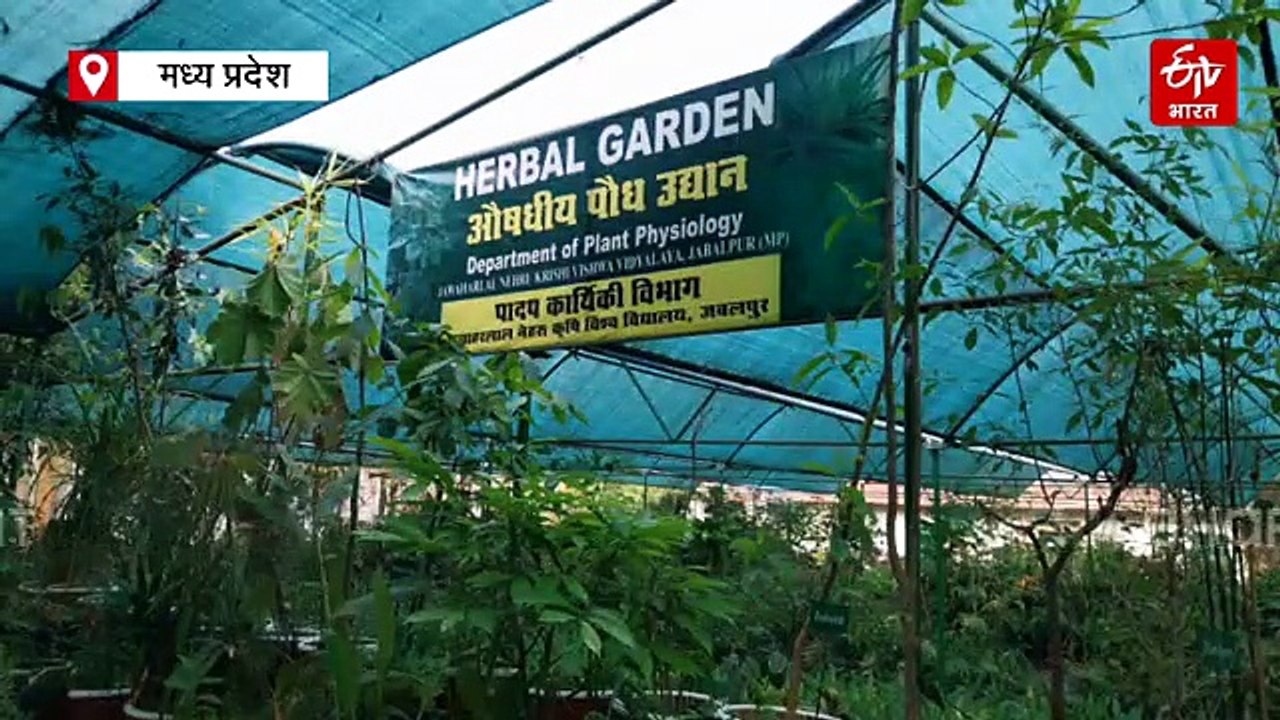 जबलपुर में चॉकलेट की खेती! 15 साल पुराने कोको के पेड़ साल भर देते हैं फल, मिलती है अच्छी कीमत