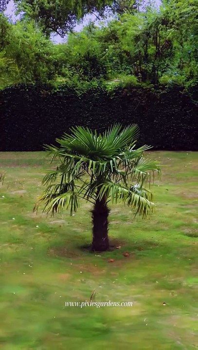 Windmill Palm Tree – Evergreen Beauty for Landscape Gardens