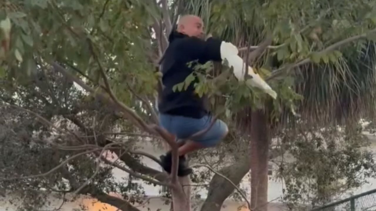 The hilarious moment a bird rescue goes wrong when the tree branch snaps