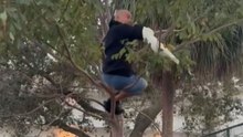 The hilarious moment a bird rescue goes wrong when the tree branch snaps