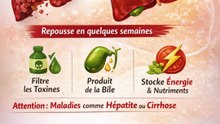 L'organe du corps capable de se réparer lui-même (le foie)