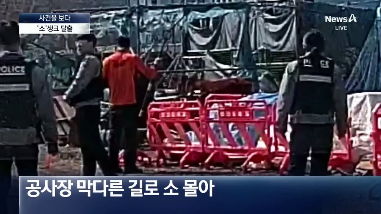 [사건을 보다]“소가 축사 탈출”…아찔한 ‘소동’