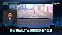 [김종석의 리포트]나 탈출했‘소’…도로서 ‘우’당탕탕