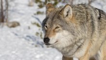 Woman bitten by wolf on busy German street
