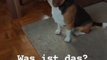 Deutsch lernen mit dem süßen Beagle 🐕 | Vokabeln & einfache Sätze | A1 Deutsch