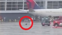 Aeroporto di Seattle: cane senza guinzaglio semina il panico in pista