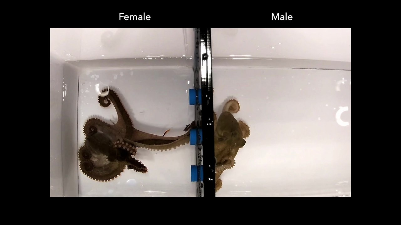 Le huitième tentacule de la pieuvre