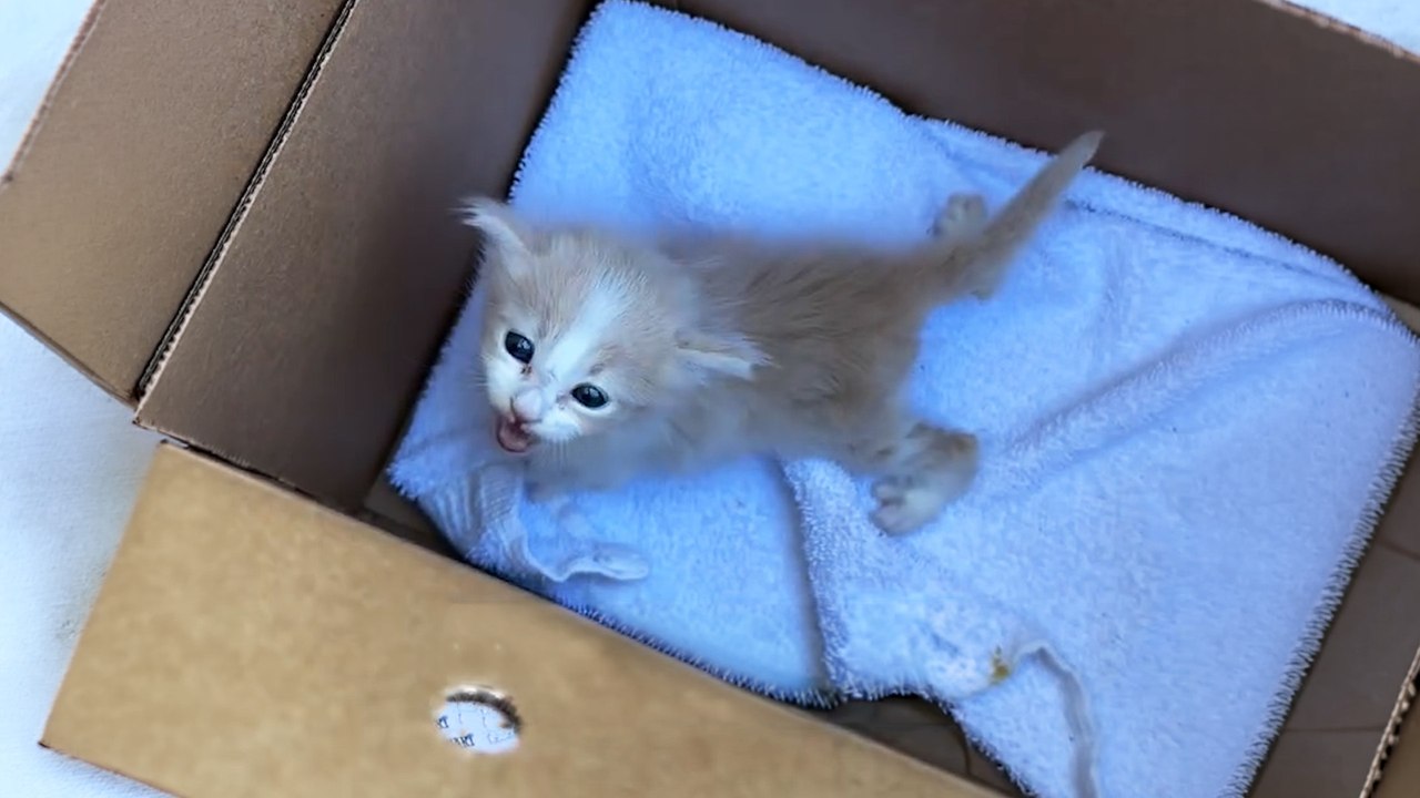 Every Box She Opens Has A Surprise Inside