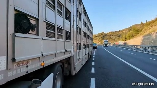 Zampe incastrate e niente acqua, il trasporto degli ovini per Pasqua